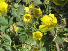 Potentilla hyparctica