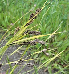 Carex gmelinii