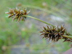 Carex hoodii
