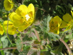 Potentilla hyparctica
