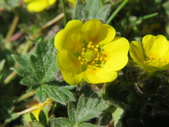 Potentilla hyparctica