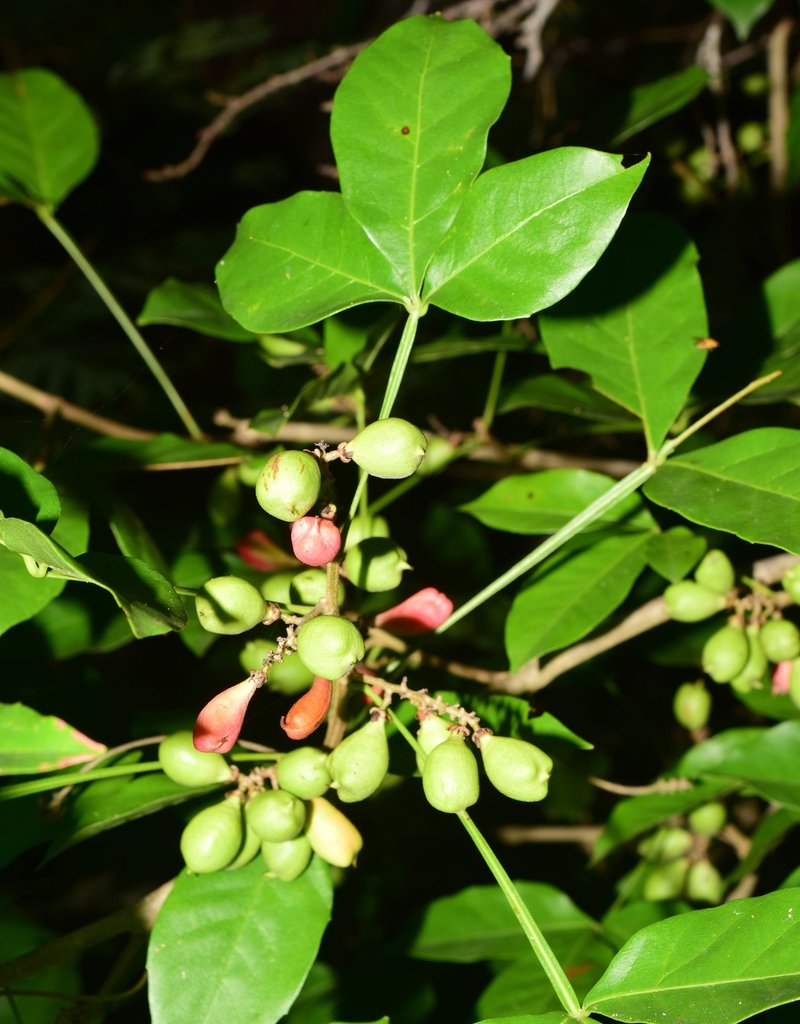 Paullinia cururu