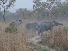 Loxodonta