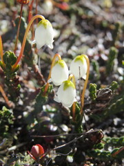 Cassiope tetragona tetragona