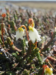 Cassiope tetragona tetragona