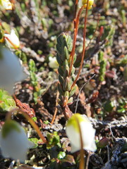 Cassiope tetragona tetragona