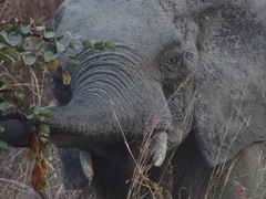 Loxodonta