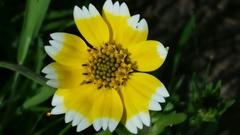 Layia chrysanthemoides