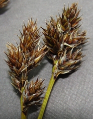 Carex macloviana