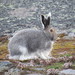 Snow Hares - Photo (c) Nina Lester Finley, some rights reserved (CC BY-NC), uploaded by Nina Lester Finley