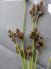 Carex macloviana