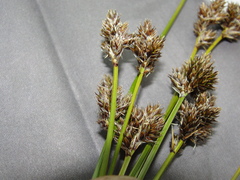 Carex macloviana