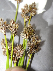 Carex macloviana