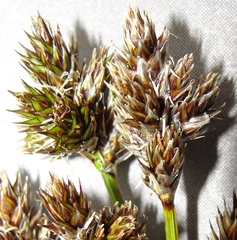 Carex macloviana