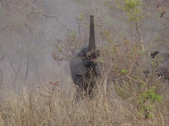Loxodonta