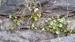 Cymbalaria muralis