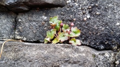 Cymbalaria muralis