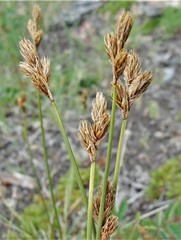 Carex tahoensis
