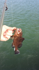 Epinephelus morio