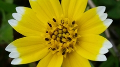 Layia chrysanthemoides