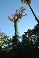 Handroanthus heptaphyllus