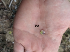 Hebecarpa ovatifolia