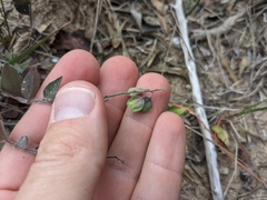 Hebecarpa ovatifolia