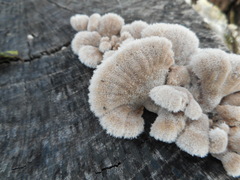 Basidiomycota
