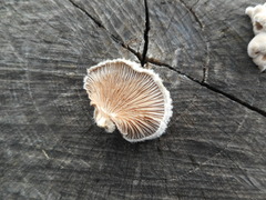 Basidiomycota