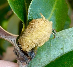 Heteroecus melanoderma