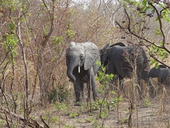 Loxodonta