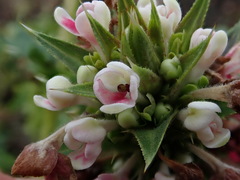 Morina longifolia