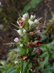 Morina longifolia