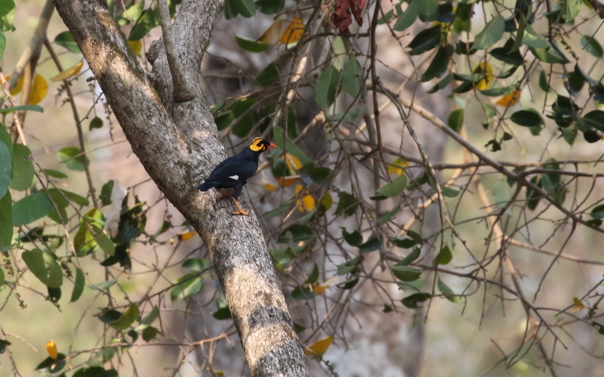 Southern Hill Myna