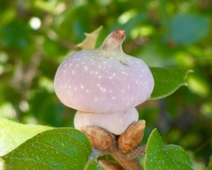 Heteroecus sanctaeclarae