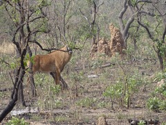 Hippotragus equinus koba