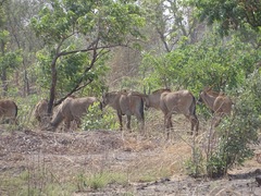 Hippotragus equinus koba