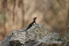 Psammophilus dorsalis