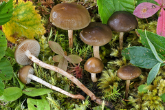 Phaeonematoloma myosotis