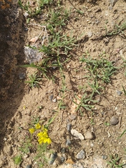 Haplophyllum dauricum