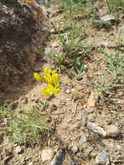 Haplophyllum dauricum