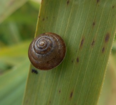 Gastropoda