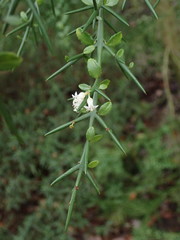 Colletia