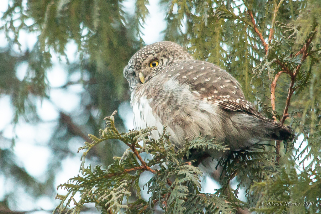 European Pygmy-Owl