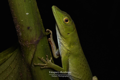 Anolis limon