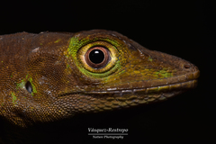 Anolis limon