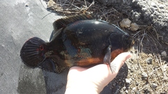 Astronotus ocellatus