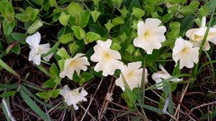 Thunbergia subalata