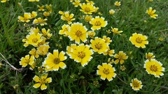 Layia chrysanthemoides