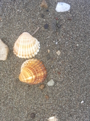 Acanthocardia tuberculata